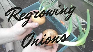 How to Regrow Onions