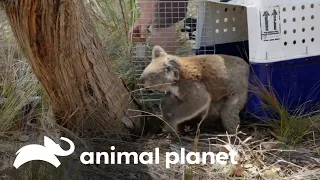 Emocionante liberación de animales rehabilitados | Los Irwin | Animal Planet Latinoamérica