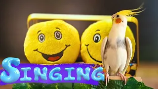 This video will make your cockatiel sing and happy 😃 Happy cockatiel singing  😃
