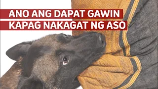 Ano ang Dapat Gawin Kapag Nakagat ng Aso?