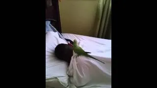 Parrot alarm clock