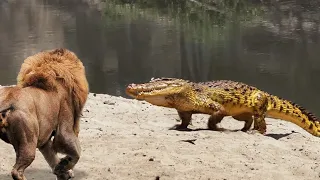 ¡Este Cocodrilo Se Metió Con El Oponente Equivocado!