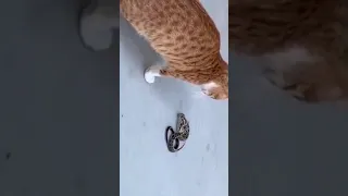 Cat Snake Fight | Funny cat and snake | Pets Z