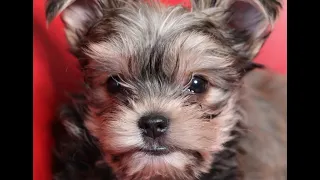 Morkie Puppy