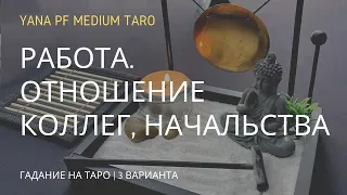 #ТАРО РАБОТА. ОТНОШЕНИЕ КОЛЛЕГ, НАЧАЛЬСТВА