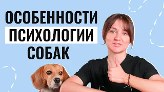 Секреты УСПЕШНОГО ОБУЧЕНИЯ: Почему нужно учитывать особенности каждой собаки?