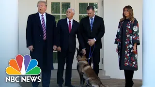 Trump Honors Conan, Dog Injured In Al-Baghdadi Raid: 'Conan Is A Tough Cookie' | NBC News