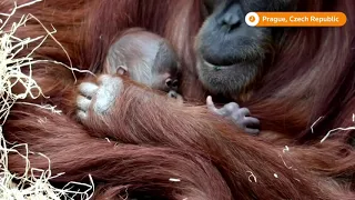 Prague Zoo celebrates birth of baby orangutan