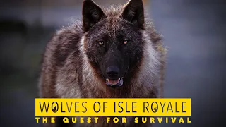 Wolves of Isle Royale: The Quest for Survival