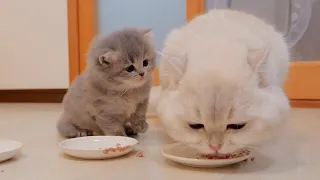 A cute kitten looking curiously at his daddy cat eating...