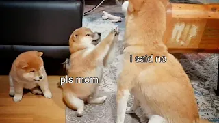 Mom Teaching Puppies a Lesson (Shiba Inu Puppies)