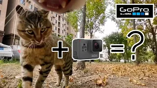 Kucing Lucu di pasang Kamera GoPro, Kucing Berkelahi Memperebutkan Wilayah.