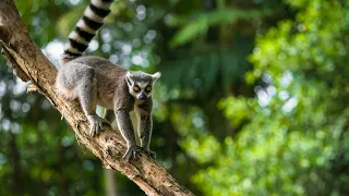 Madagascar's Mysterious Forests | Wild Lives | TRACKS