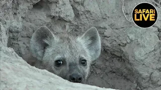 safariLIVE - Sunrise Safari - May 06, 2019