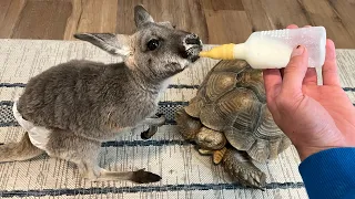 Baby Kangaroo Drinks Tortoise Milk!?