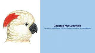 Video Encyclopedia of Parrot Species - #71 Cacatua moluccensis