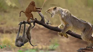 Lion is King But Fail - Mother Monkey Take Down Lion To Save Her Baby