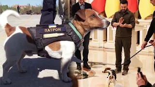 Patron, Ukraine’s Bomb-Sniffing Dog, Awarded for His Heroism