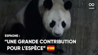 Un panda géant a donné naissance à deux petits jumeaux