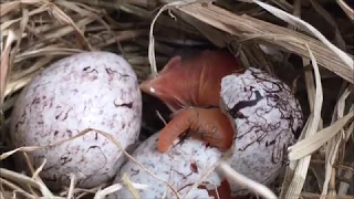 Нашел в лесу гнездо. ЧУДО РОЖДЕНИЯ ПТЕНЦА! Free life! Found a nest in the forest, and there MIRACLE