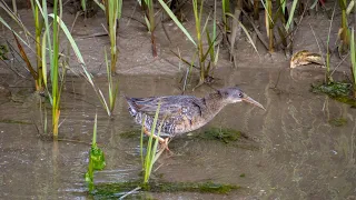 Clapper Rail Attack!