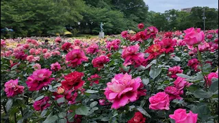 Immerse yourself in a sea of roses at Yono Park's Annual Rose Festival! 🌹