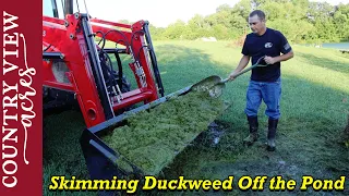 Collecting Duckweed off the Pond with a Homemade Pond Skimmer.  Will the Livestock eat the duckweed?