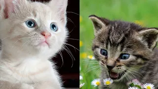 OMG So Cute Cats❤ best Funny Cat videos 2021#3 #Funnycats #Cutecats #Catsvideos