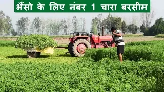 भैंसो के लिए नंबर 1 चारा बरसीम | बरसीम की खेती | Benefits of Barseem grass cultivation for buffalo