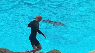 Шоу дельфинов ч.3 | Лоро парк | Dolphin Show Loro Park