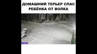 Спас ребёнка от волка😱