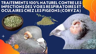 100% natural treatments against respiratory and eye infections - homing pigeon