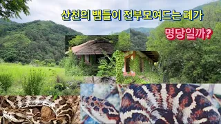 태산준령밑 산속 딱한채의 빈집에 온산천의 뱀들이모여드는데 진짜 명당 집터일까요?