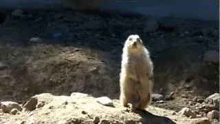 Prairie Dog Voiceover Attempt