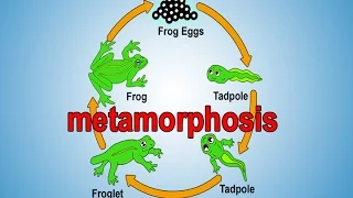 Metamorphosis | Metamorphosis Song for Kids | Frog Life Cycle | Frog Metamorphosis | Jack Hartmann