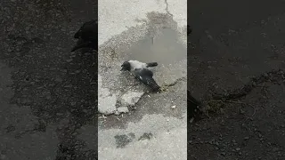 Ворона нападает на прохожих)
