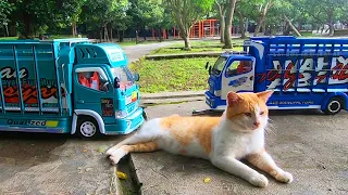 Cerita Truk Oleng Wahyu Abadi dan Truk Bos Cilik Ngajak Main Kucing di Taman, Tapi Kucingnya Mager