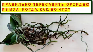 ПРАВИЛЬНО ПЕРЕСАДИТЬ ОРХИДЕЮ ФАЛЕНОПСИС ИЗ МХА! КОГДА И КАК! ПЕРЕСАДКА Phal. KV SMILE из МХА в КОРУ.