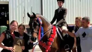 Grand National & World Championship Morgan Horse Show