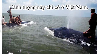 Người Việt Nam cưỡi con vật lớn nhất hành tinh/cá voi xanh