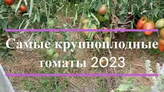 Самые крупноплодные томаты 2023