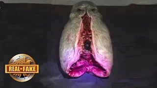 Real or Fake? Strange Unidentified Creature & More