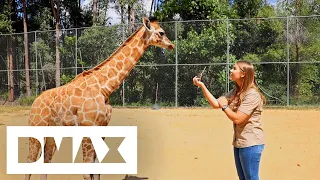 Baby Giraffe Enters The Paddock For The FIRST Time | Crikey! It's The Irwins