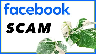 Facebook ALBO MONSTERA Scam | Pretty in Green Documentary