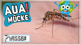 Warum jucken Mückenstiche? | WIGGI! WISSEN!