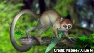 Scientists Discover Oldest Known Primate Skeleton