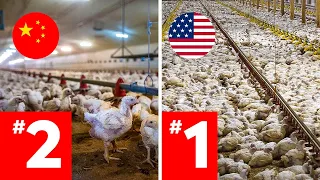 Largest Farms With Live Stock Around The World REVEALED!