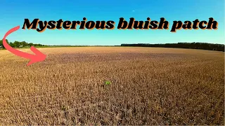 Mysterious bluish patch in the stubble. English subtitles.