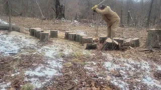 splitting white oak