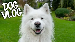 Day in the life of a Samoyed